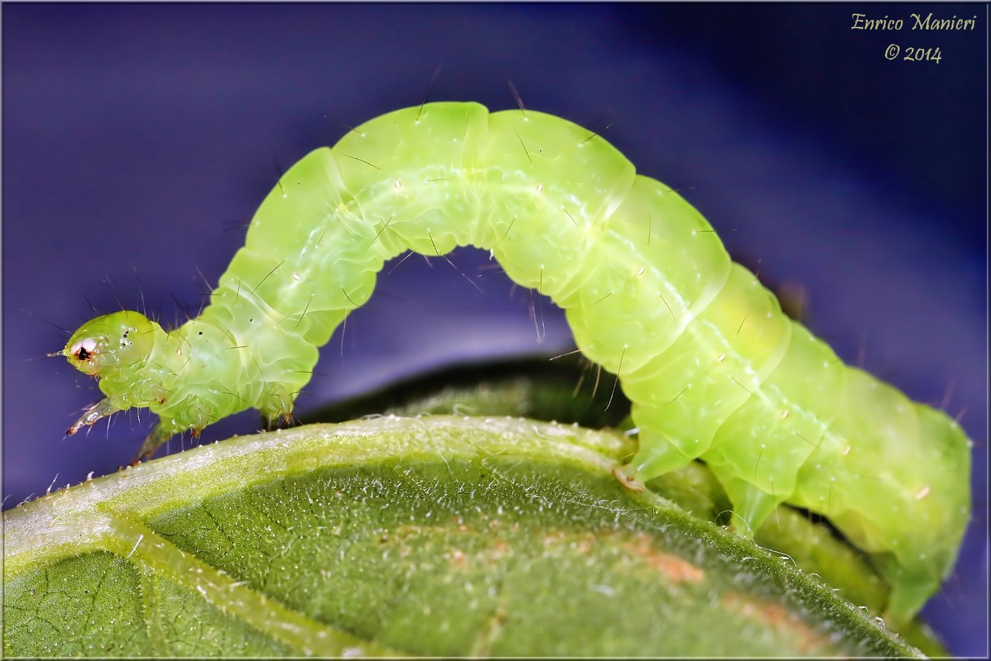 Chrysodeixis chalcites