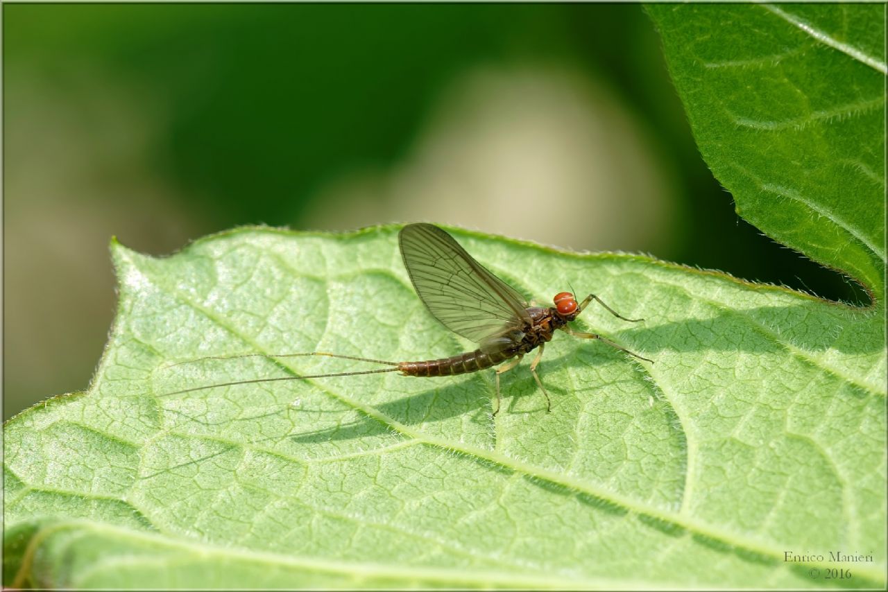 Baetidae: Baetis sp., maschio (subimago)