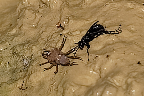 Zoropsis sp.(cfr.) predato da imenottero Pompilidae - Pineto (TE)