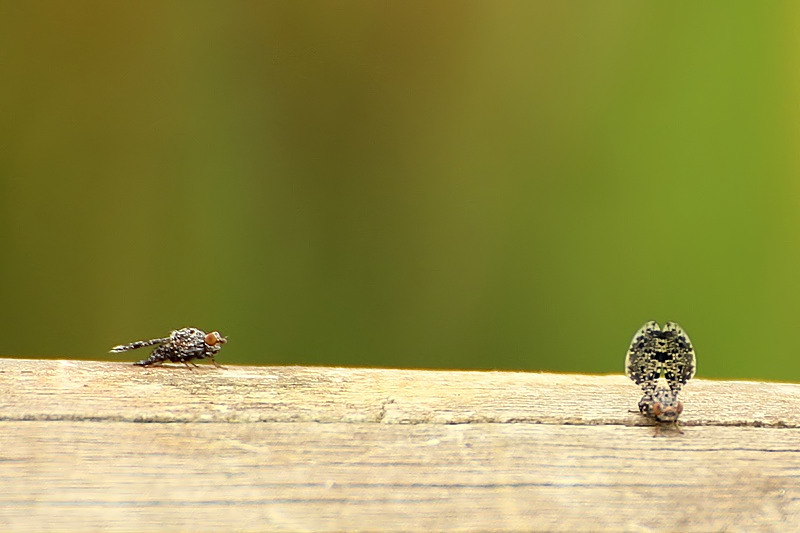 Callopistromyia annulipes - Ulidiidae