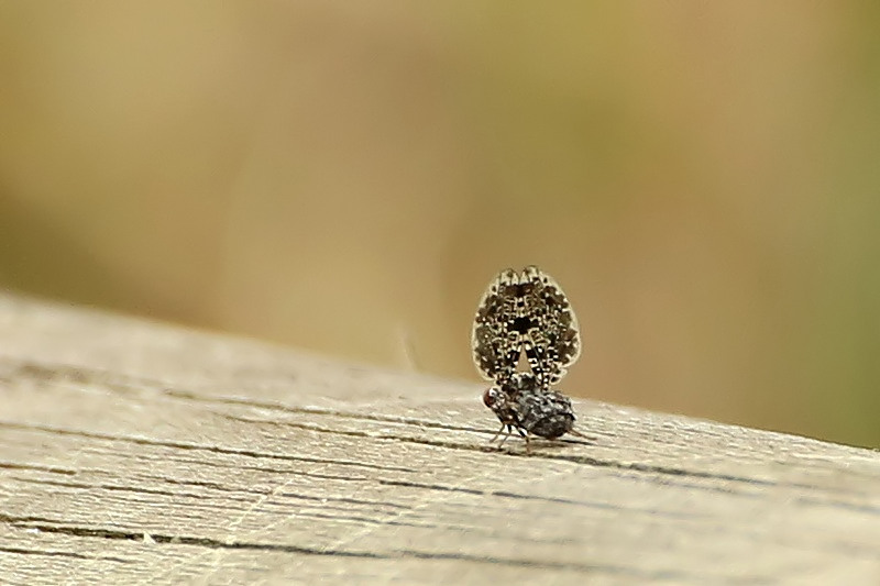 Callopistromyia annulipes - Ulidiidae