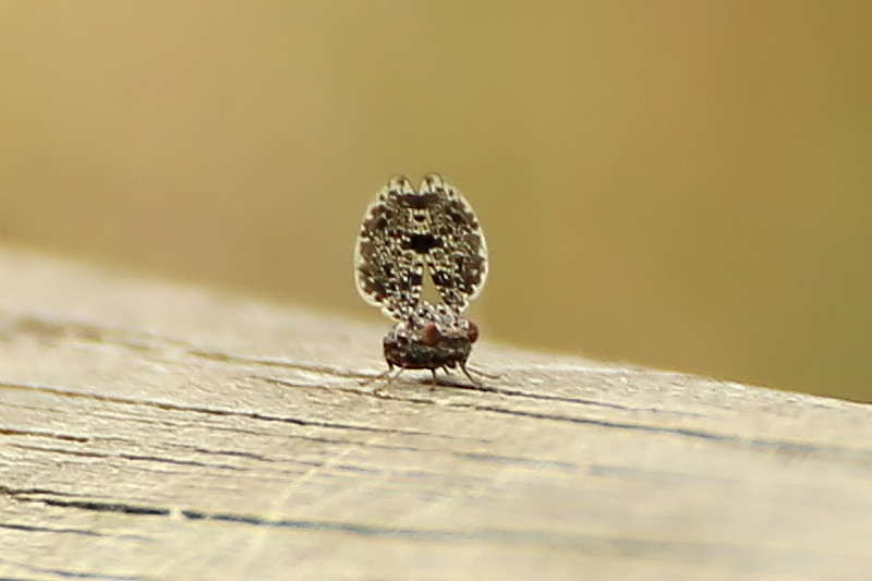 Callopistromyia annulipes - Ulidiidae