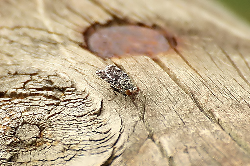 Callopistromyia annulipes - Ulidiidae