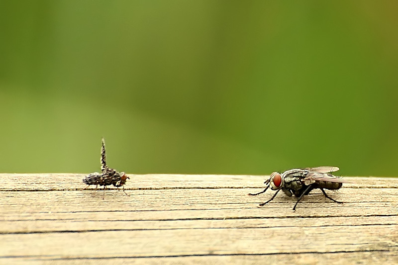 Callopistromyia annulipes - Ulidiidae