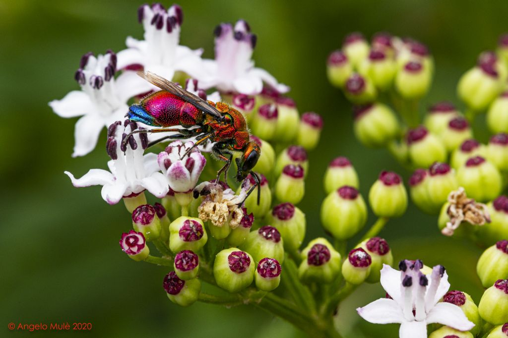 Quale Stilbum? Stilbum calens enslini