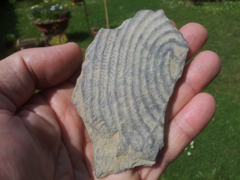 Circonvoluzioni su lastre di pietra, Genova Righi