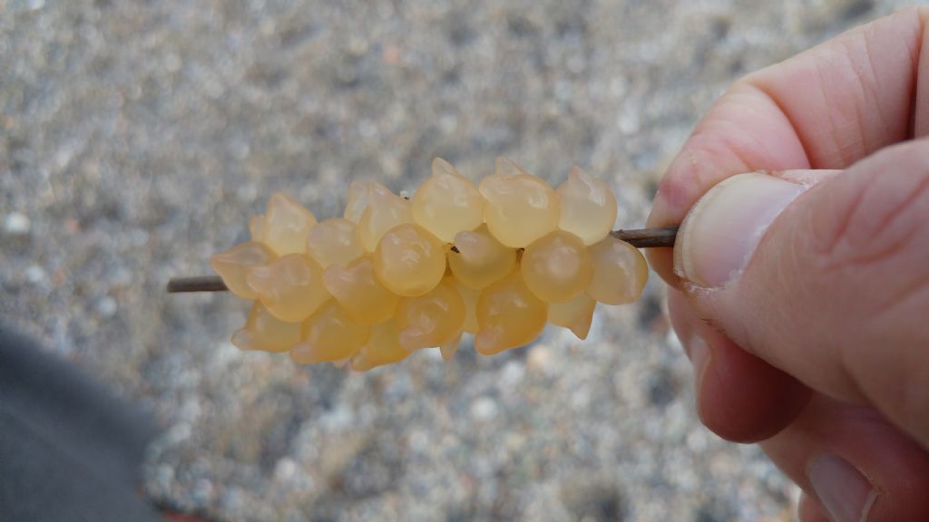 Cosa sono?  Uova di Sepia officinalis