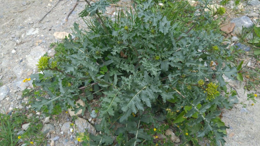 Erucastrum nasturtiifolium / Erucastro comune