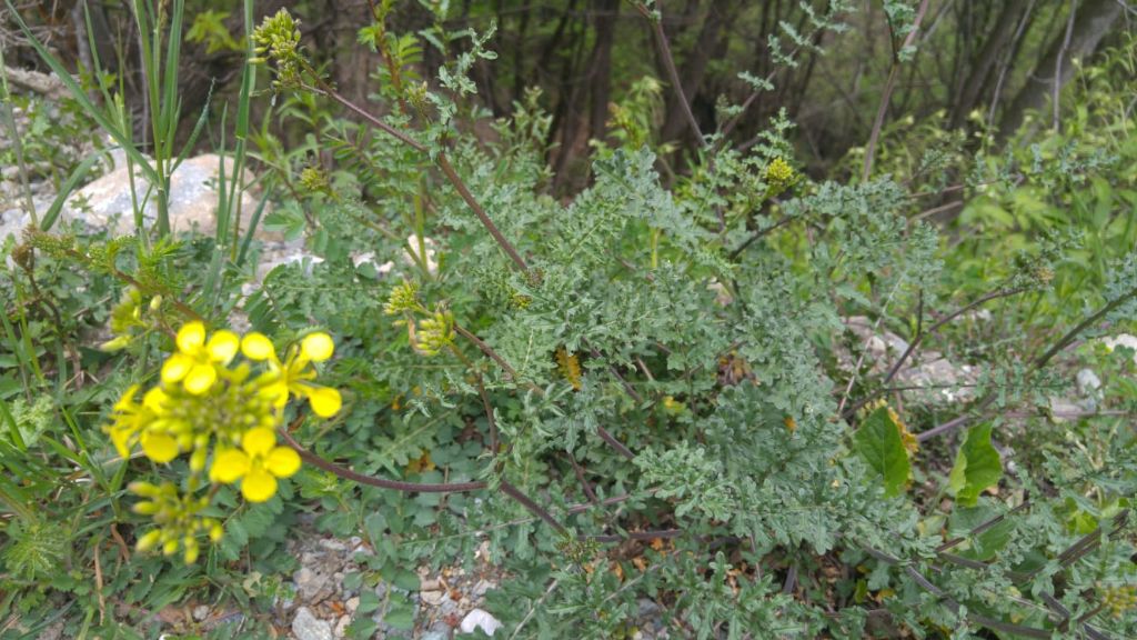 Erucastrum nasturtiifolium / Erucastro comune