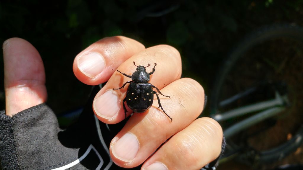 Carabide? No, Gnorimus variabilis (Cetoniidae)