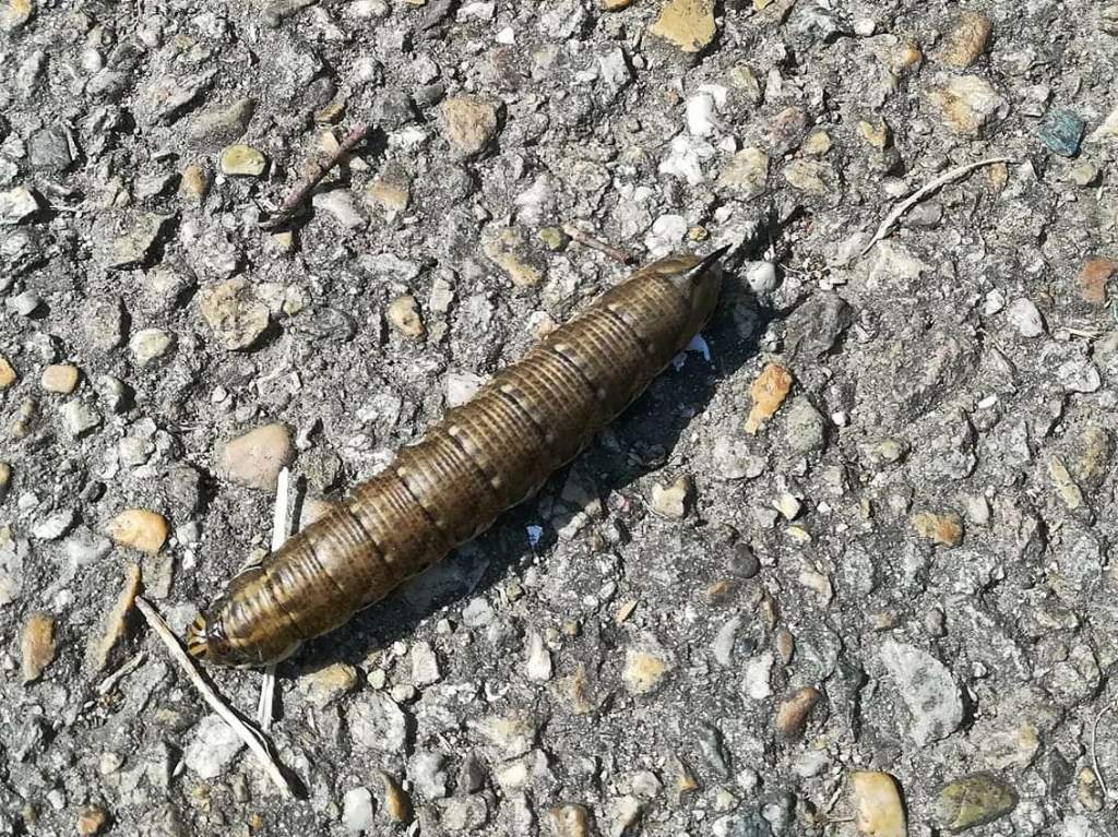 Bruco da identificare: Agrius convolvuli - Sphingidae