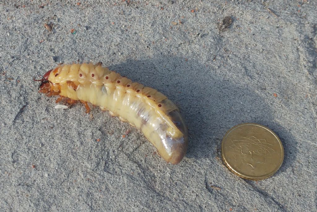 larva di Oryctes nasicornis