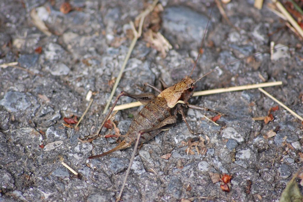 Pholidoptera aptera aptera, femmina (Tettigoniidae)