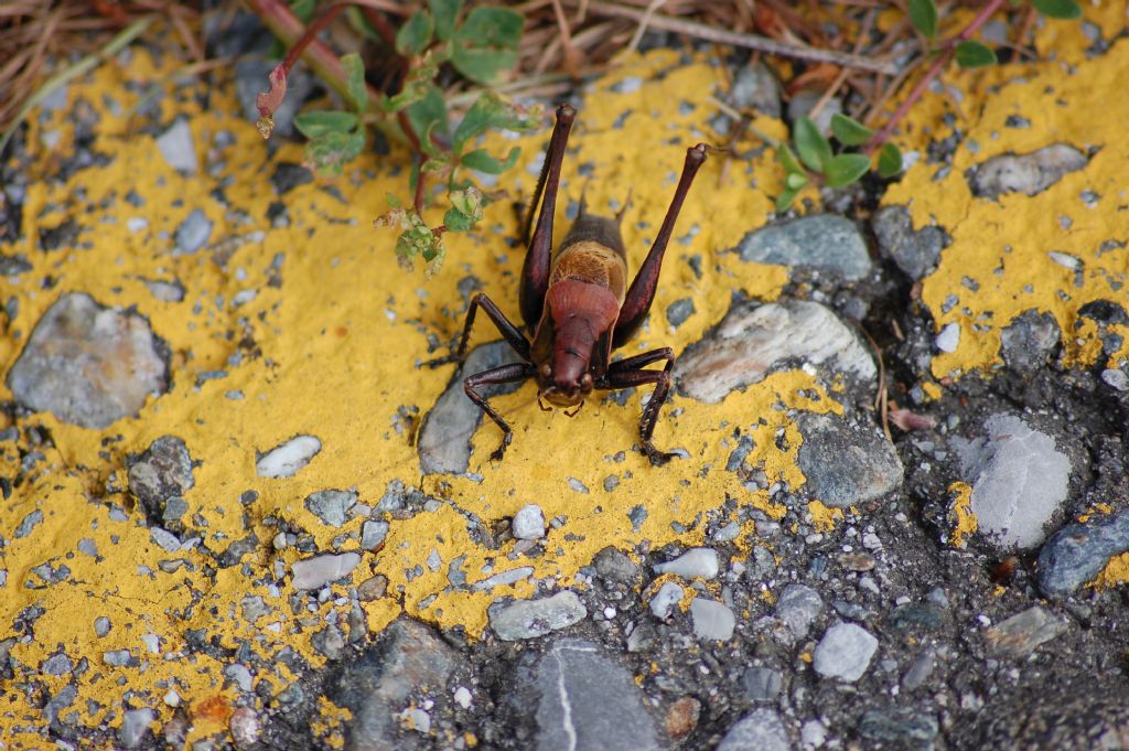 Pholidoptera aptera aptera, (Tettigoniidae)