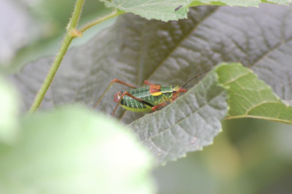 Barbitistes  cfr. serricauda (Phaneropteridae)