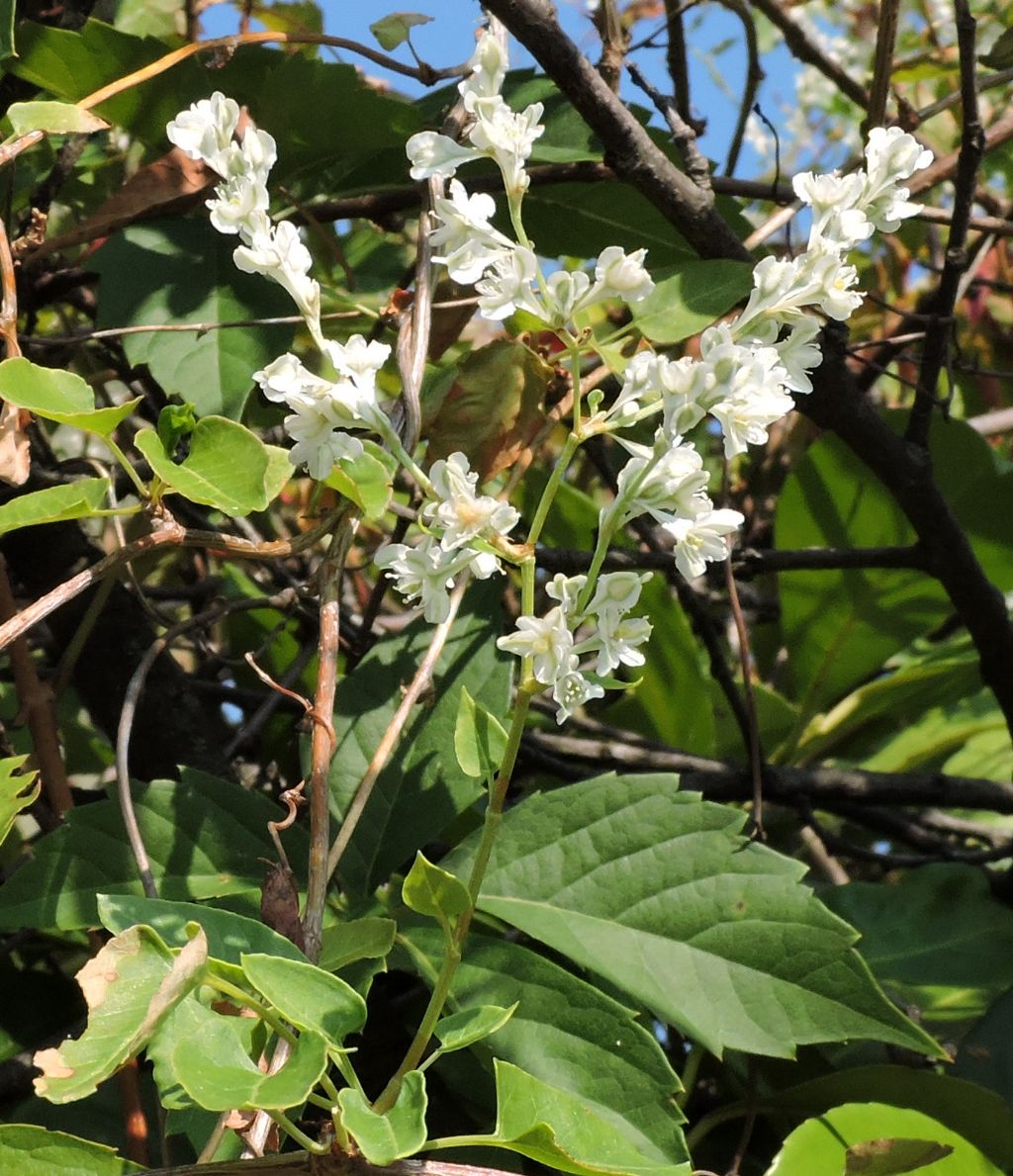 Fallopia baldschuanica (=Fallopia aubertii) / Poligono del Turkestan