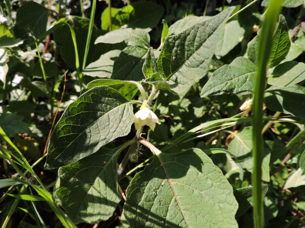 Physalis alkekengi (Solanaceae)