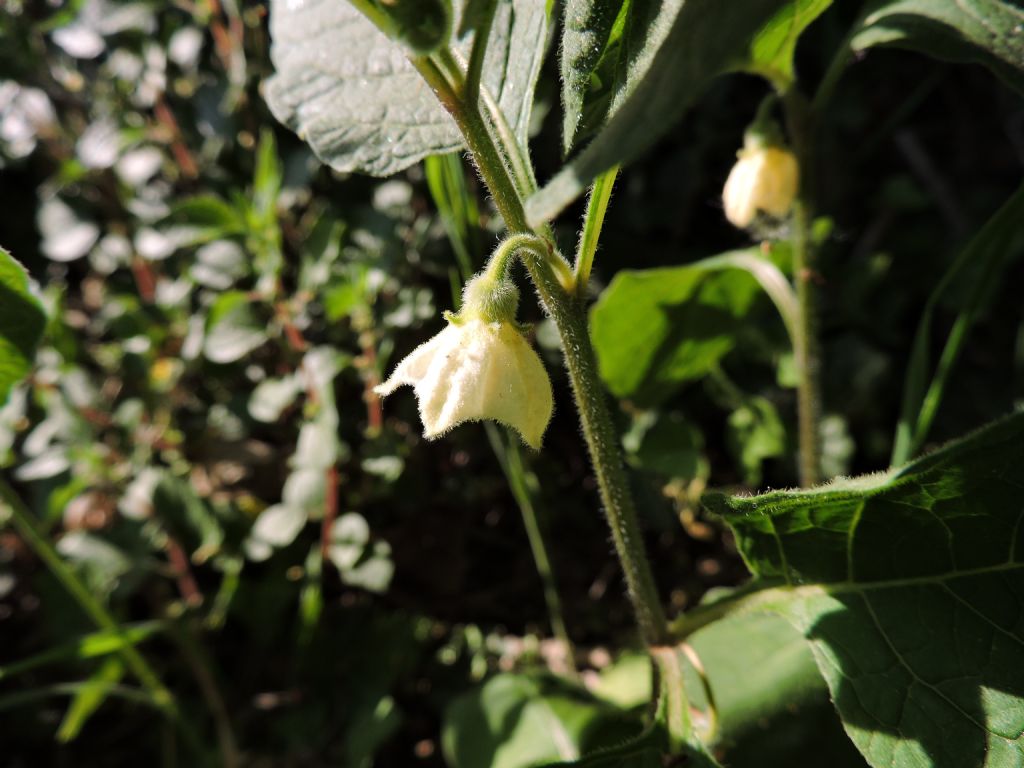 Physalis alkekengi (Solanaceae)