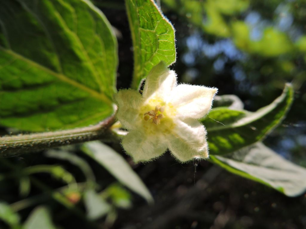 Physalis alkekengi (Solanaceae)