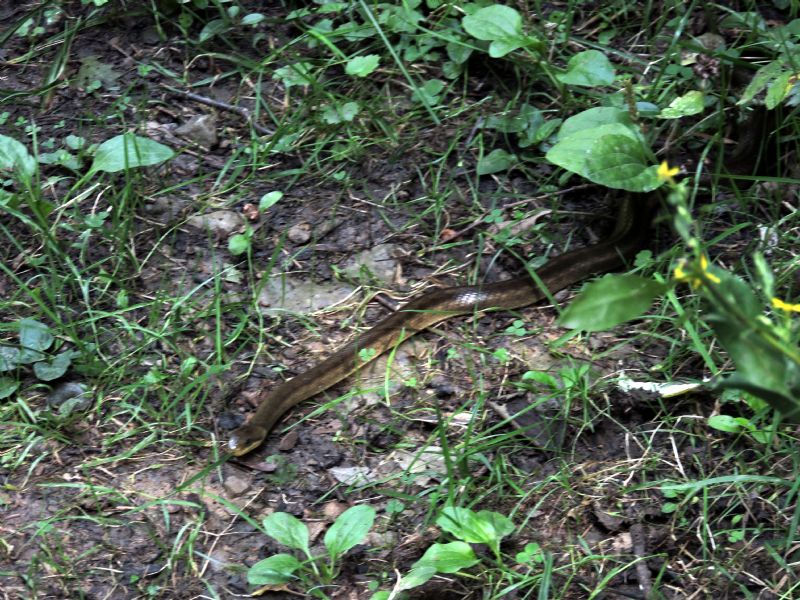 Saettone (Zamenis longissimus)