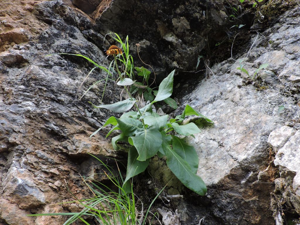 Doronicum?