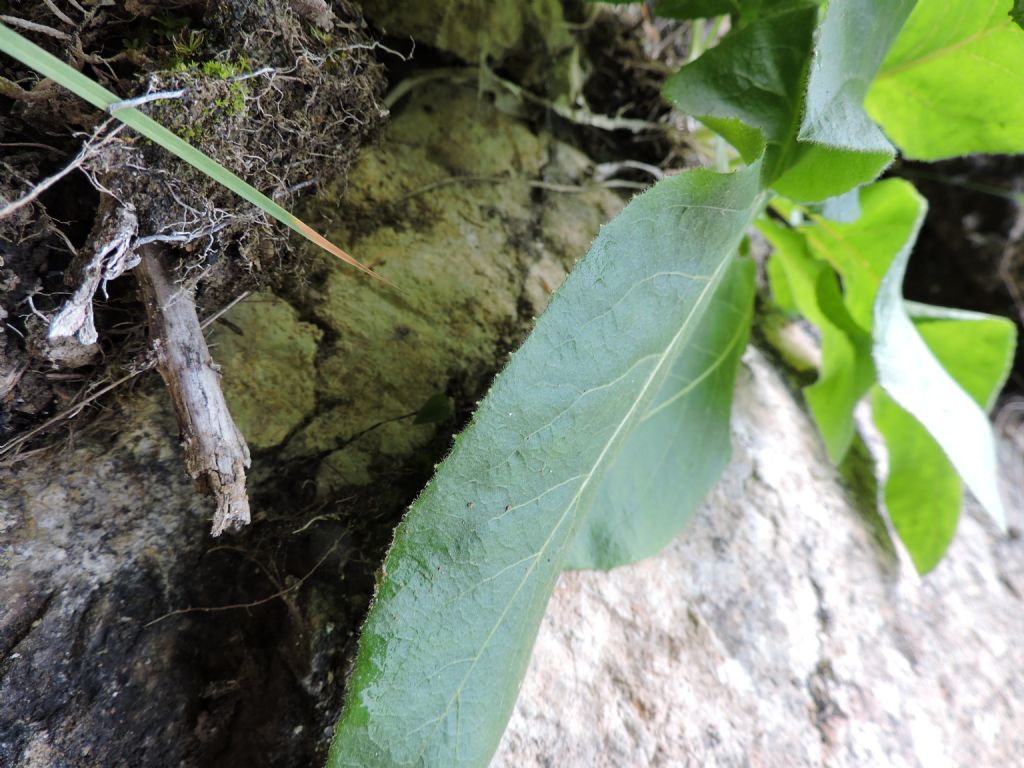 Doronicum?