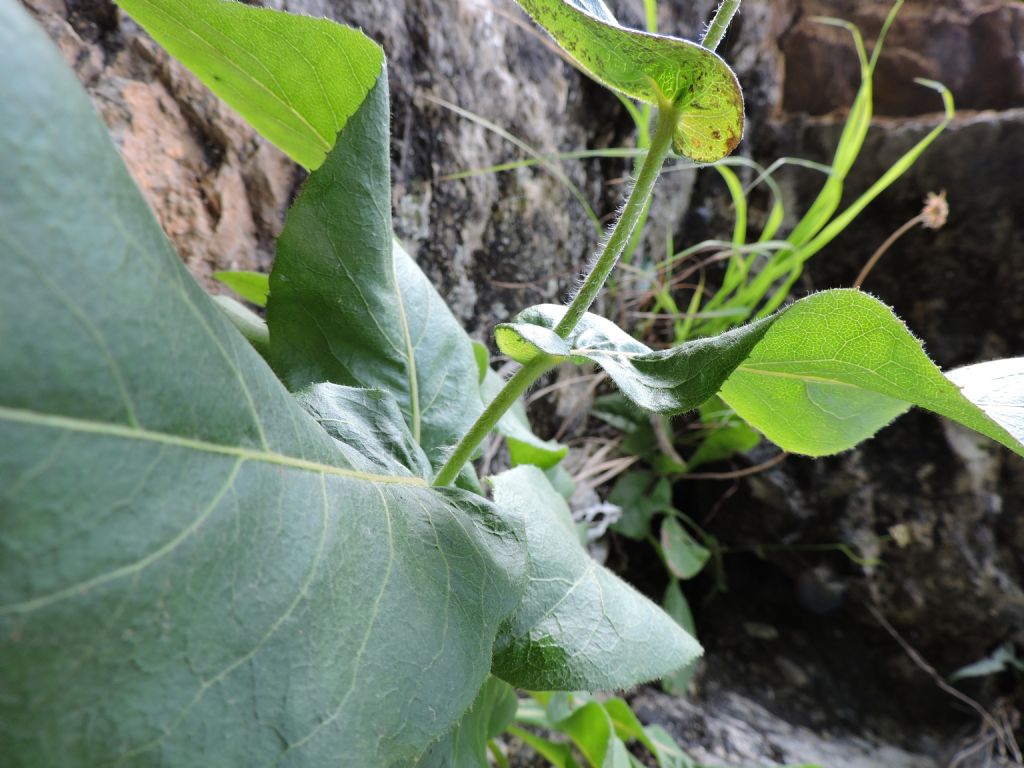 Doronicum?