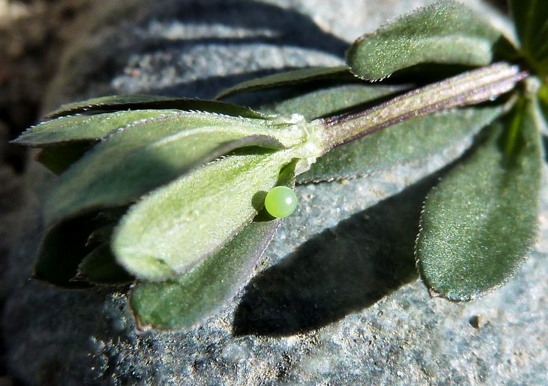 Ciclo vitale: Macroglossum stellatarum