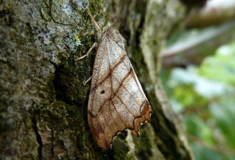 Ciclo vitale Falcaria lacertinaria