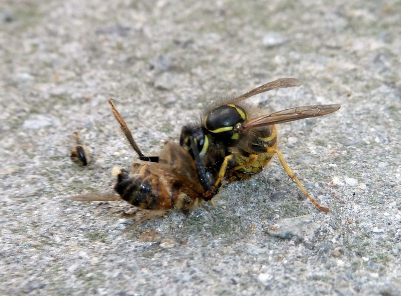 Galleria di insetti predatori e loro prede