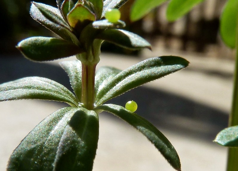 Ciclo vitale: Macroglossum stellatarum