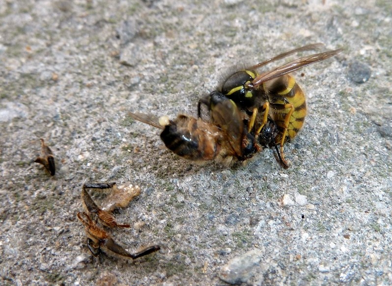 Galleria di insetti predatori e loro prede