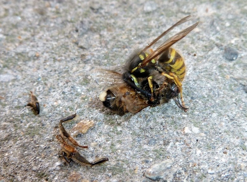 Galleria di insetti predatori e loro prede