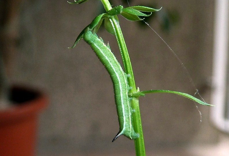 Ciclo vitale: Macroglossum stellatarum