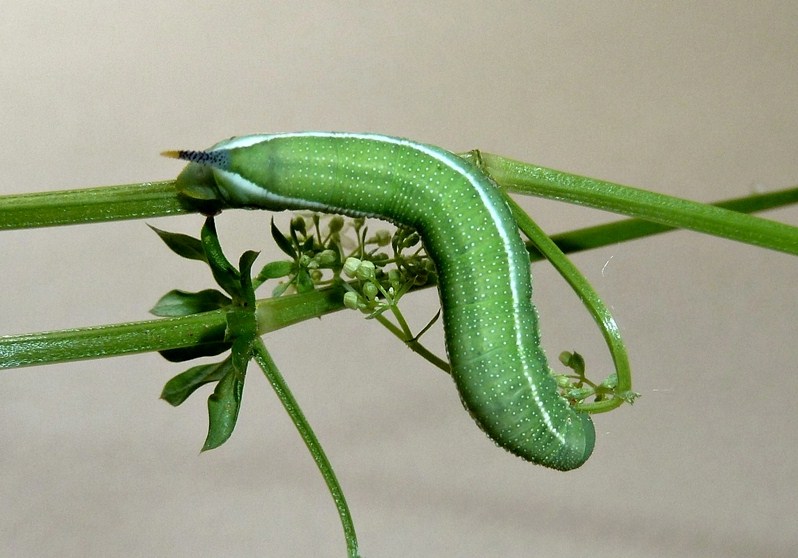 Ciclo vitale: Macroglossum stellatarum