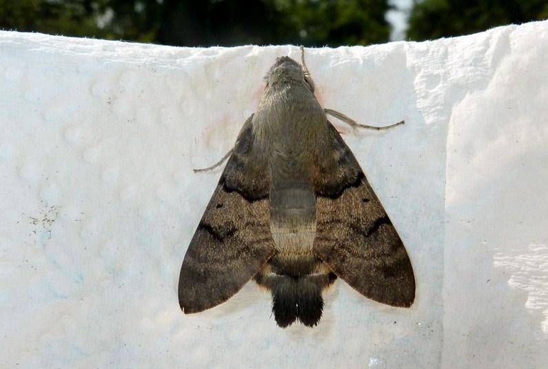 Ciclo vitale: Macroglossum stellatarum