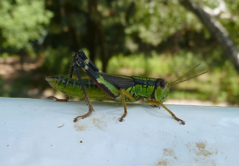 Coloratissime da identificare - Miramella sp.