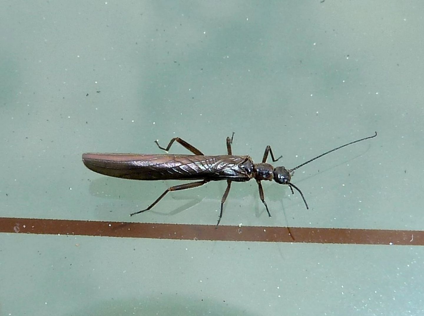 Leuctra del Monte Mottarone