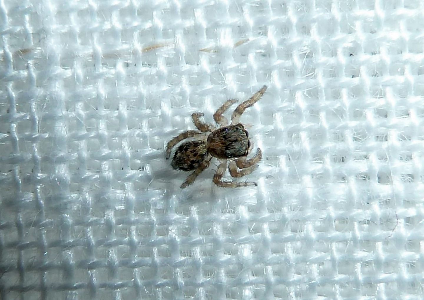 Pseudeuophrys sp. - Cassano Magnago (VA)