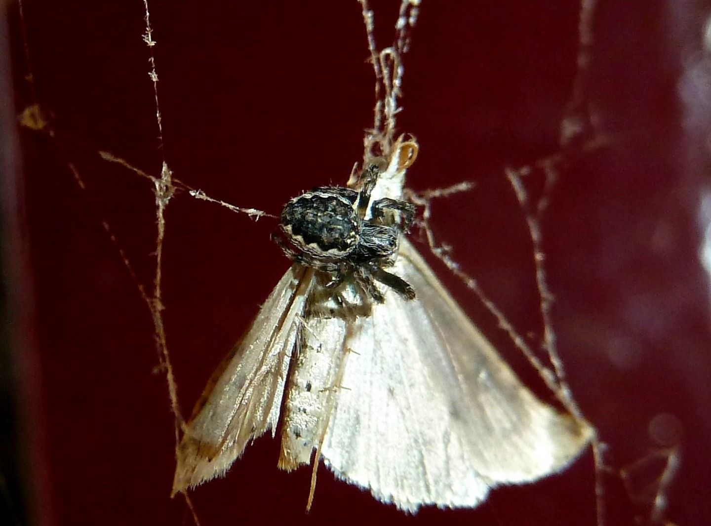 Predazione Nuctenea sp. - Cassano Magnago (VA)