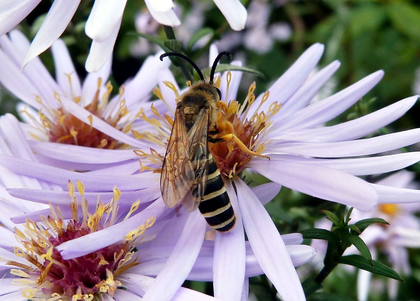 Halictus cfr. scabiosae, Apidae Halictinae