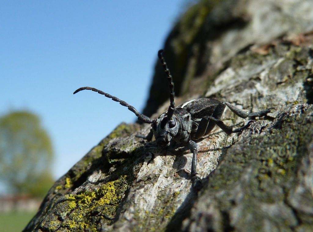 Dorcadion arenarium