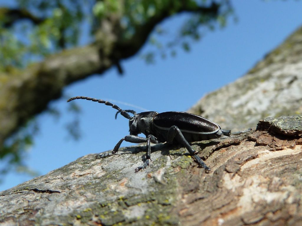 Dorcadion arenarium
