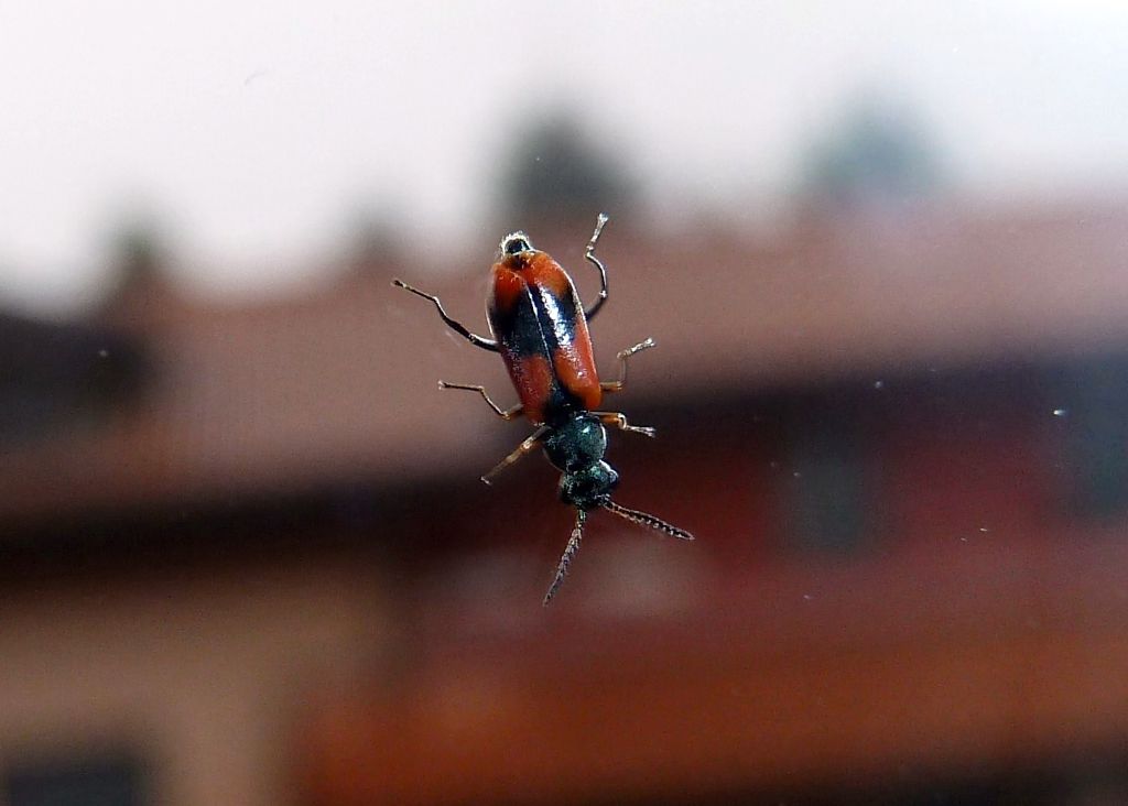 Anthocomus equestris, Malachiidae