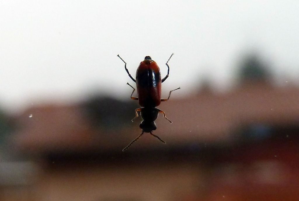 Anthocomus equestris, Malachiidae