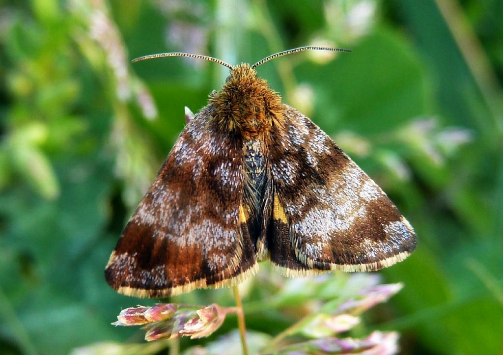 Panemeria tenebrata
