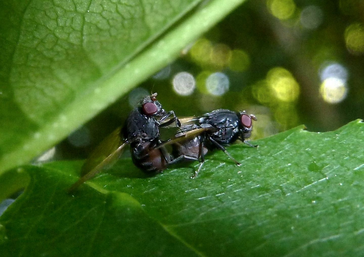 Accoppiamento mignon: Minettia longipennis