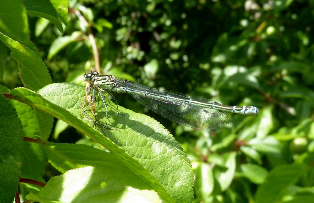 Il pasto della damigella - Coenagrion puella