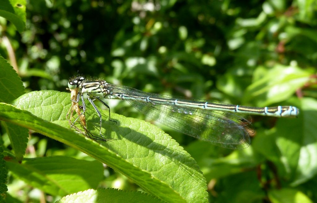 Il pasto della damigella - Coenagrion puella