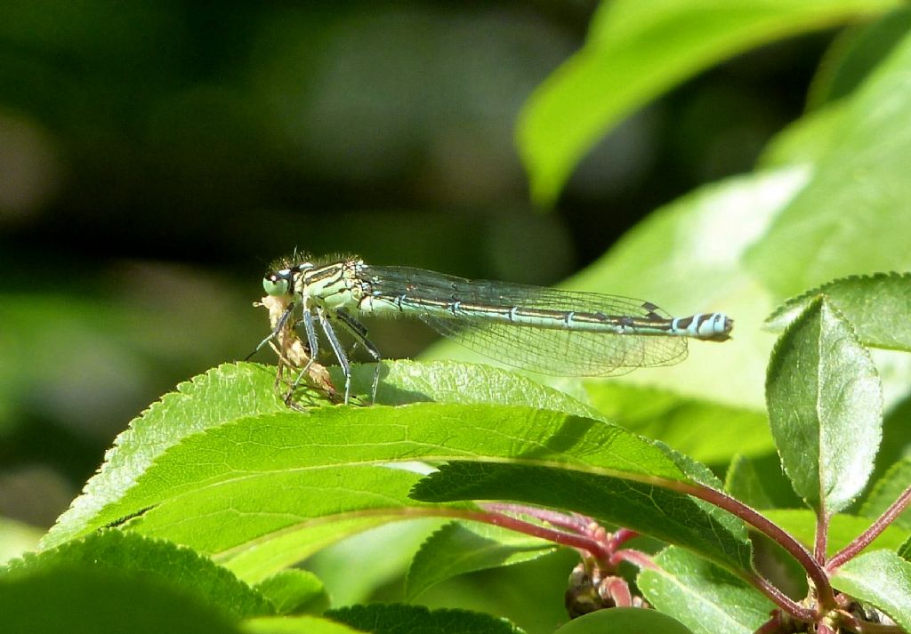 Il pasto della damigella - Coenagrion puella